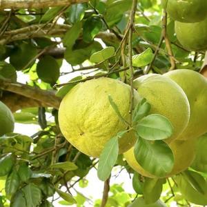 Памела: полезные свойства и противопоказания Помело фрукт полезные свойства и вредные
