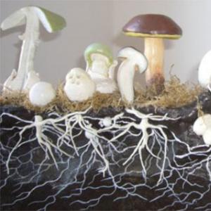 Какие бывают съедобные. Съедобные грибы. Фото и название. Названия съедобных грибов лиственных лесов Подмосковья с фото и описанием