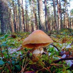 Грибы колпаки: описание вида и отличия от других грибов Грибы колпаны