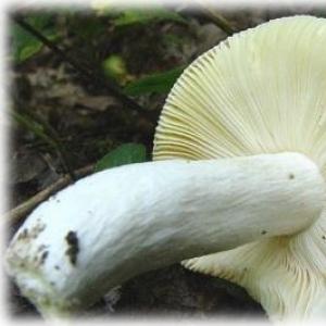 Розовые и белые волнушки: внешний вид и способы приготовления грибов Грибы волнушки и похожие на них